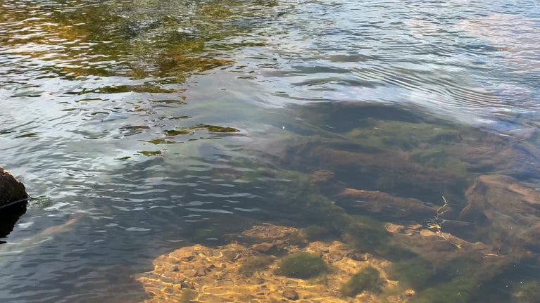 Looking through a clear river with stones on the riverbed